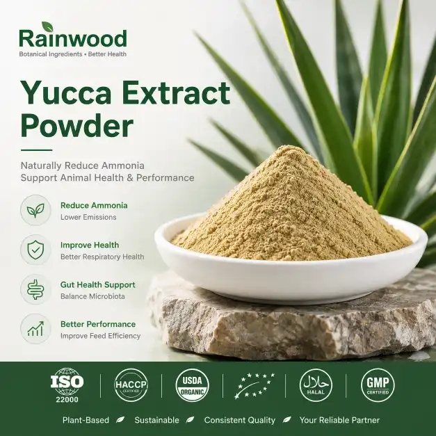 How Yucca Extract Powder Helps Reduce Ammonia In Livestock Feed How Yucca Extract Powder Helps Reduce Ammonia In Livestock Feed
